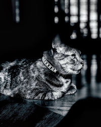 Close-up of cat looking away