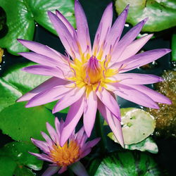 Close-up of pink water lily