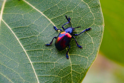 High angle view of insect on leaf