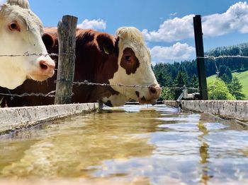 Cows in a lake