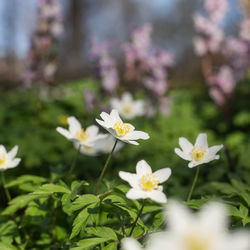 Close-up of white flowering plants on field