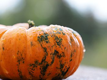 Close-up of pumpkin