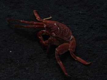 Close-up of crab on leaf at night