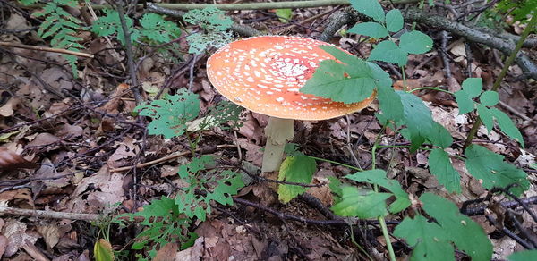 High angle view of mushroom growing on field