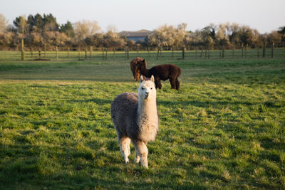 Sheep standing in a field