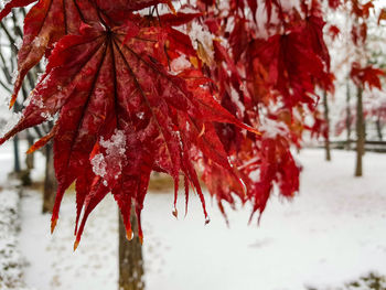 Close-up of red maple leaves during winter