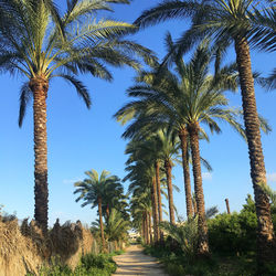 Palm trees against clear blue sky