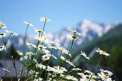 Close-up of white flowers blooming against sky