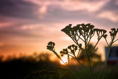 Close-up of silhouette plant against sky at sunset