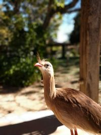 Close-up of a bird