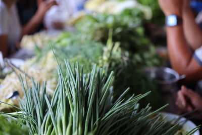 Close-up of hands on plants at market