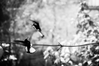 Bird perching on branch