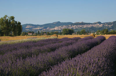 Scenic view of lavender field against sky