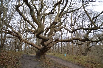 Bare tree in forest