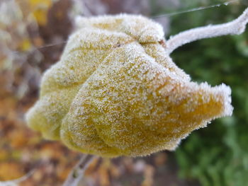 Close-up of frozen plant during winter