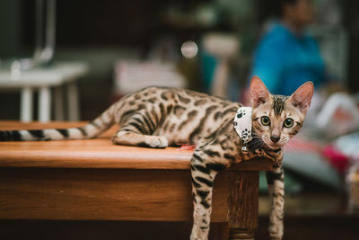 Close-up portrait of a cat