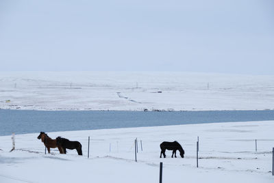 Horses on snow field against sky during winter