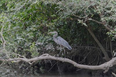 High angle view of gray heron perching on tree