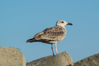 Low angle view of seagull perching on rock against sky