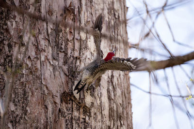 Red-bellied woodpecker melanerpes carolinus pecks at a tree in naples, florida