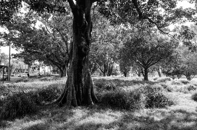 Trees on field against sky