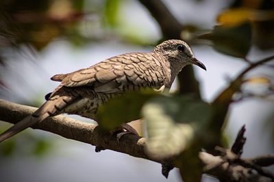 Low angle view of bird perching on branch