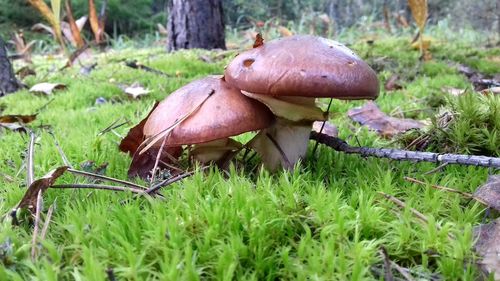 Close-up of mushroom on grass