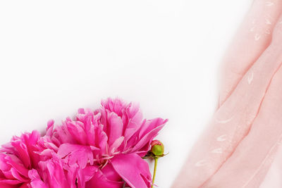 Close-up of pink flower over white background