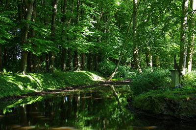 Scenic view of lake amidst trees in forest