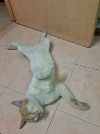 High angle view of cat lying on floor