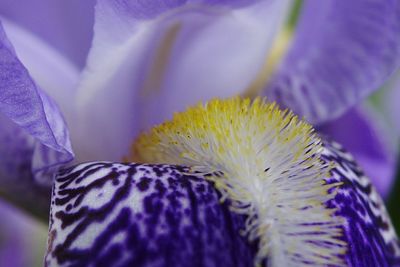 Close-up of yellow flower