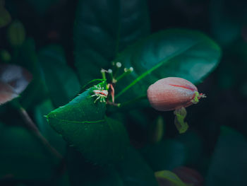 Close-up of red flowering plant