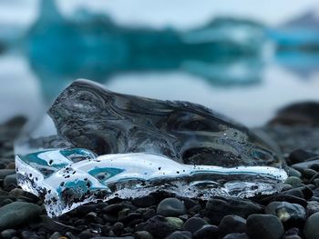 Close-up of turtle in sea