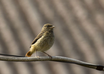 Close-up of bird perching on branch