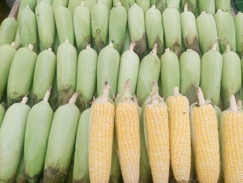 Directly above shot of corns for sale at market stall