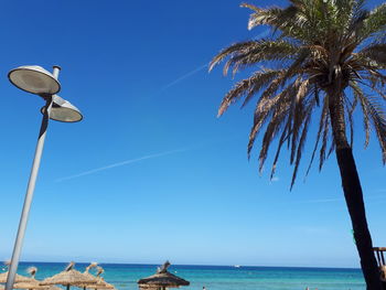 Palm trees by sea against blue sky