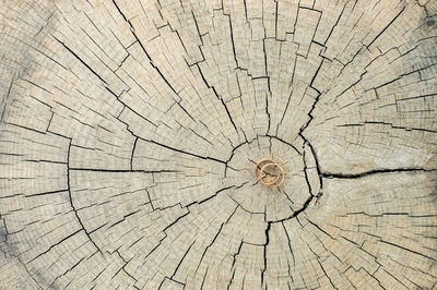 Close-up of tree stump