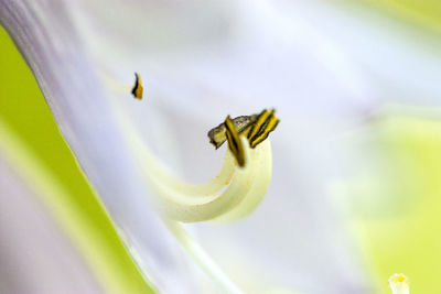 Close-up of bee pollinating on flower