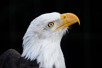 Close-up of eagle