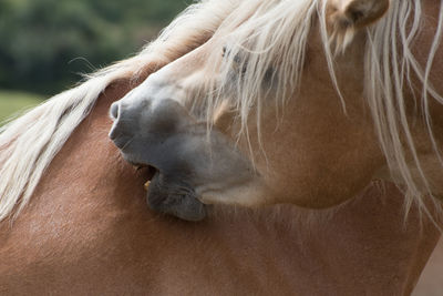 Close-up of a dog