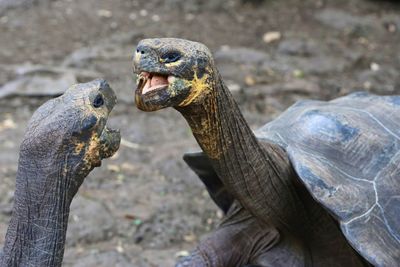 Close-up of tortoises screaming on field