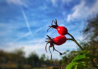 Close-up of red berries on plant against sky