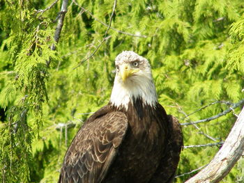 Bird perching on a branch