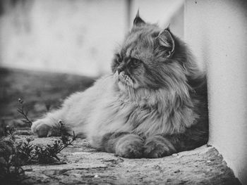 Close-up of cat looking away