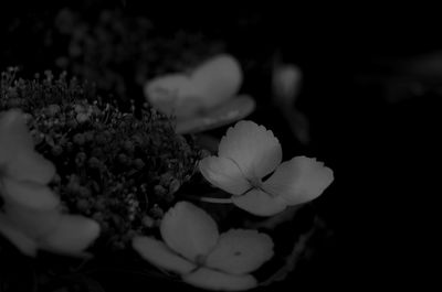 Close-up of white flowers