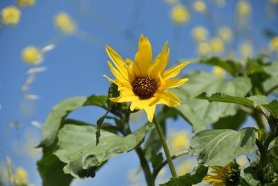 Close-up of yellow flowering plant against sky