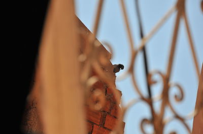 Close-up of caterpillar on a plant