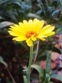 Close-up of yellow flower blooming outdoors