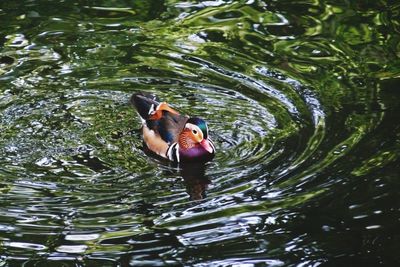 High angle view of ducks swimming on lake