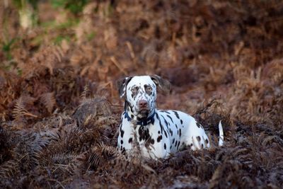 Portrait of dog on field